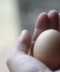 Самостоятельная определение порчи яйцом — обряды проверки